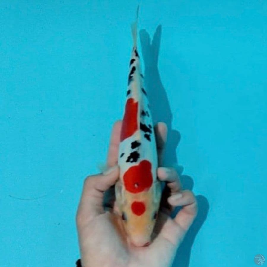 doitsu sanke ,23cm