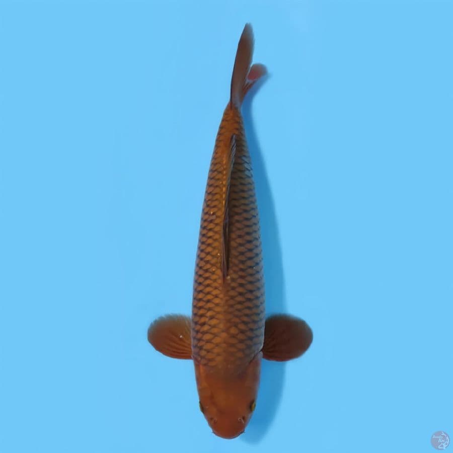 CAGOI RING RAPI HQ~41CM/MALE~