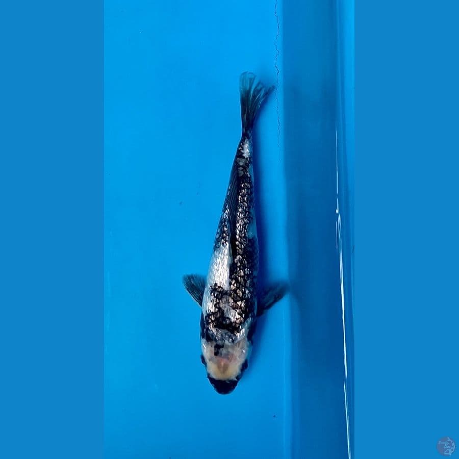 shiro ginrin 24cm
