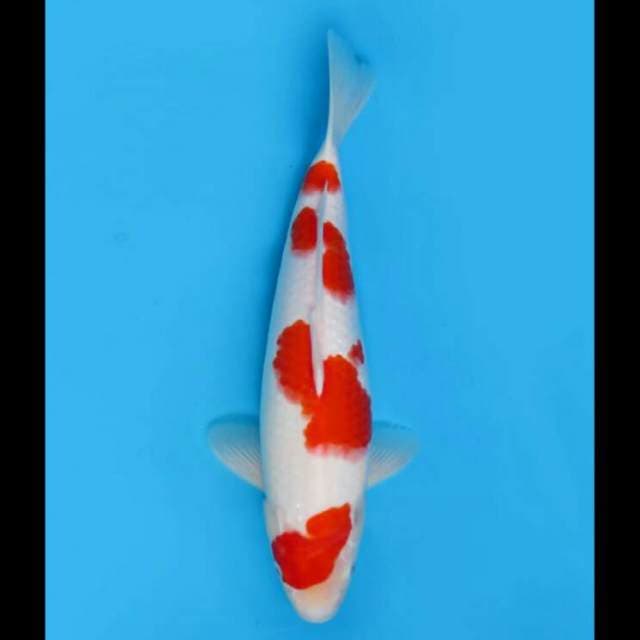 35cm - F1 Kohaku Jumbo Tosai