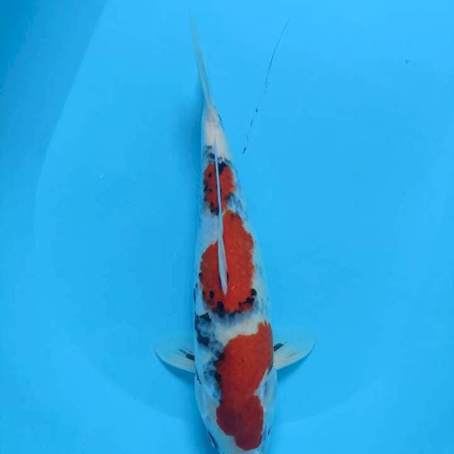 Showa 37cm