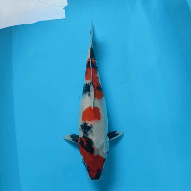 Showa 41cm
