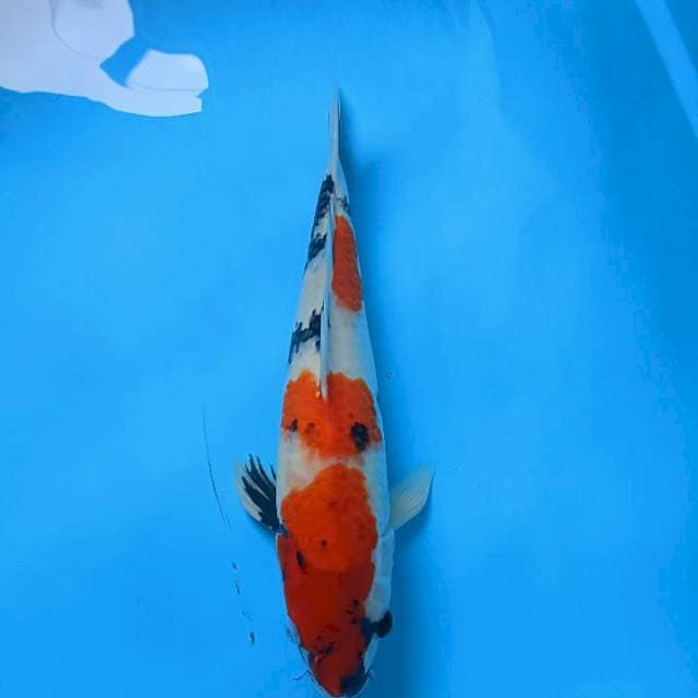 Showa 39cm