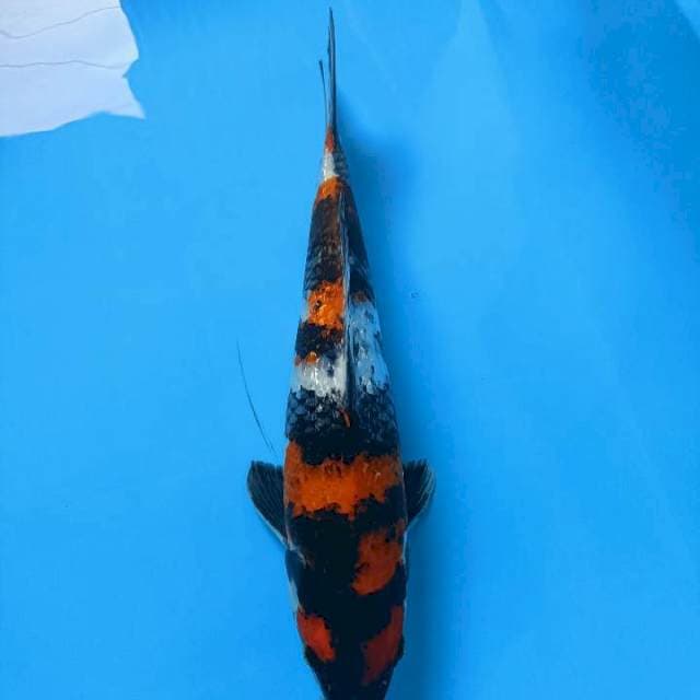 Showa ginrin 41cm