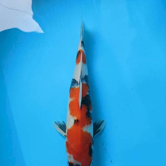 Showa 38cm