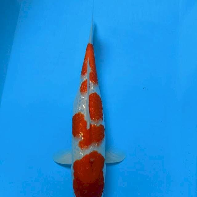 Kohaku ginrin 39cm