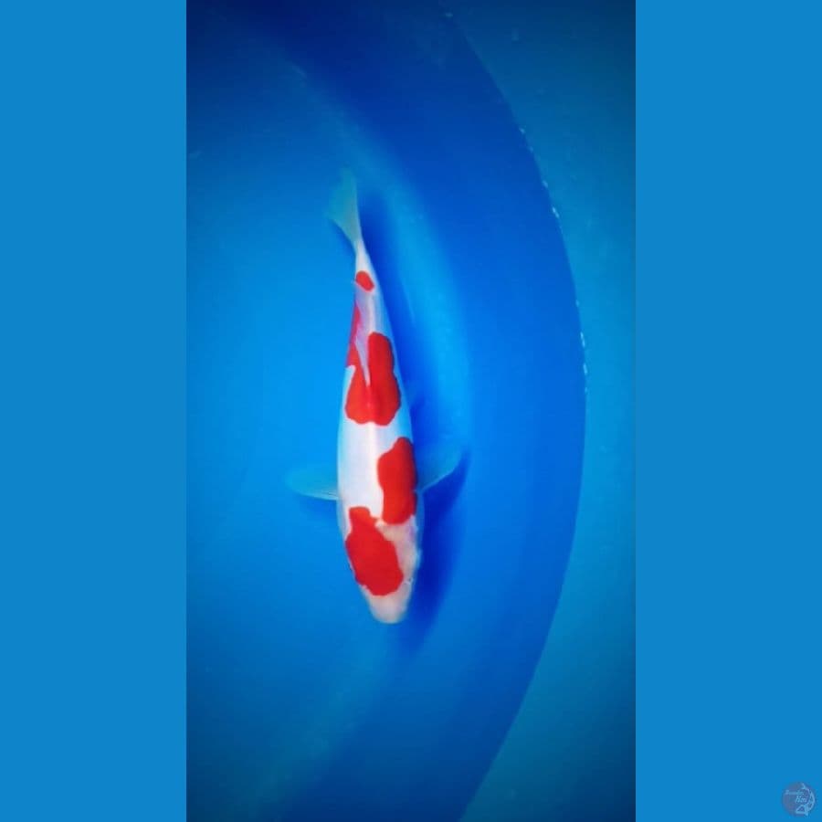 kohaku doitsu