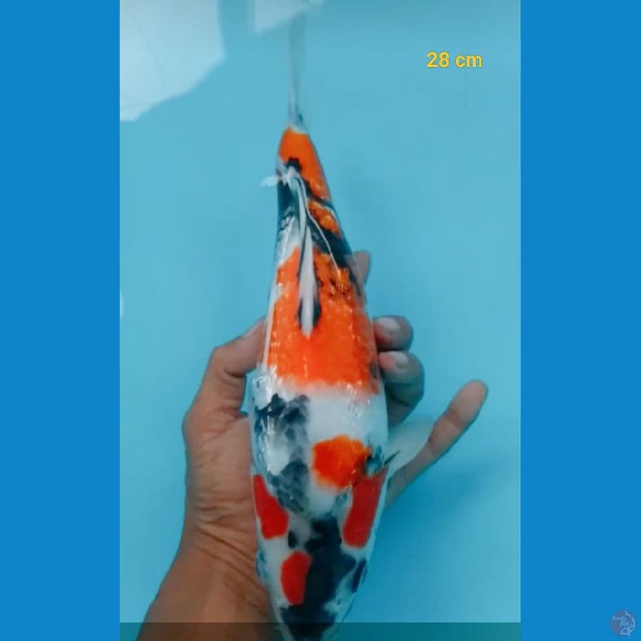 Male Shot Body ginrin 28 cm