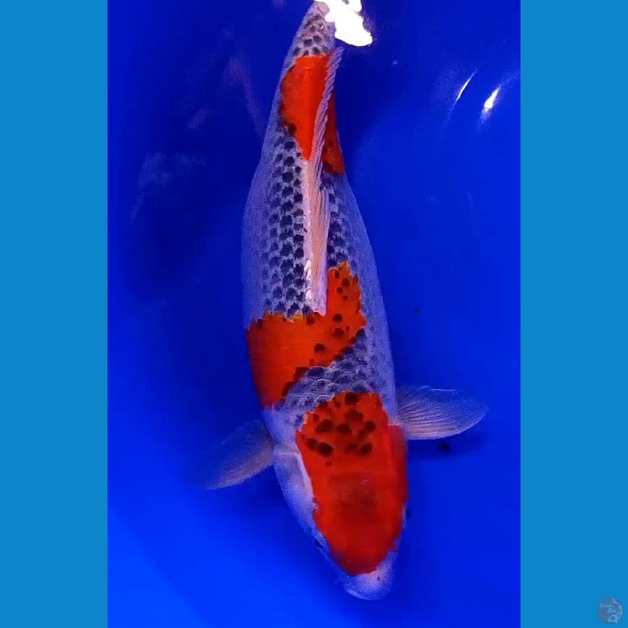 jumbo goshiki step 3 ring bagus f 44 cm