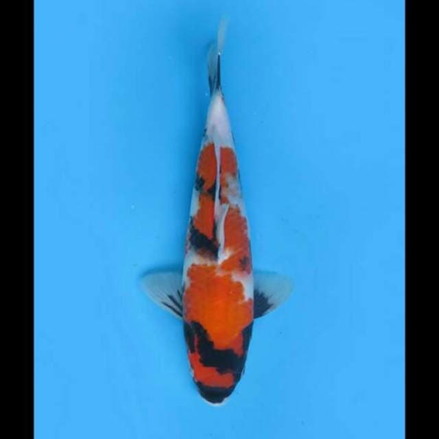 30cm - F1 Showa Tategoi