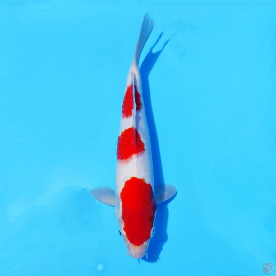 1. KOHAKU 3 STEP 30 CM MALE