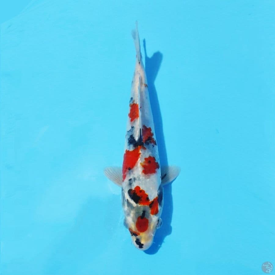 2. MARUTEN GOSHIKI SHOWA 22 CM FEMALE