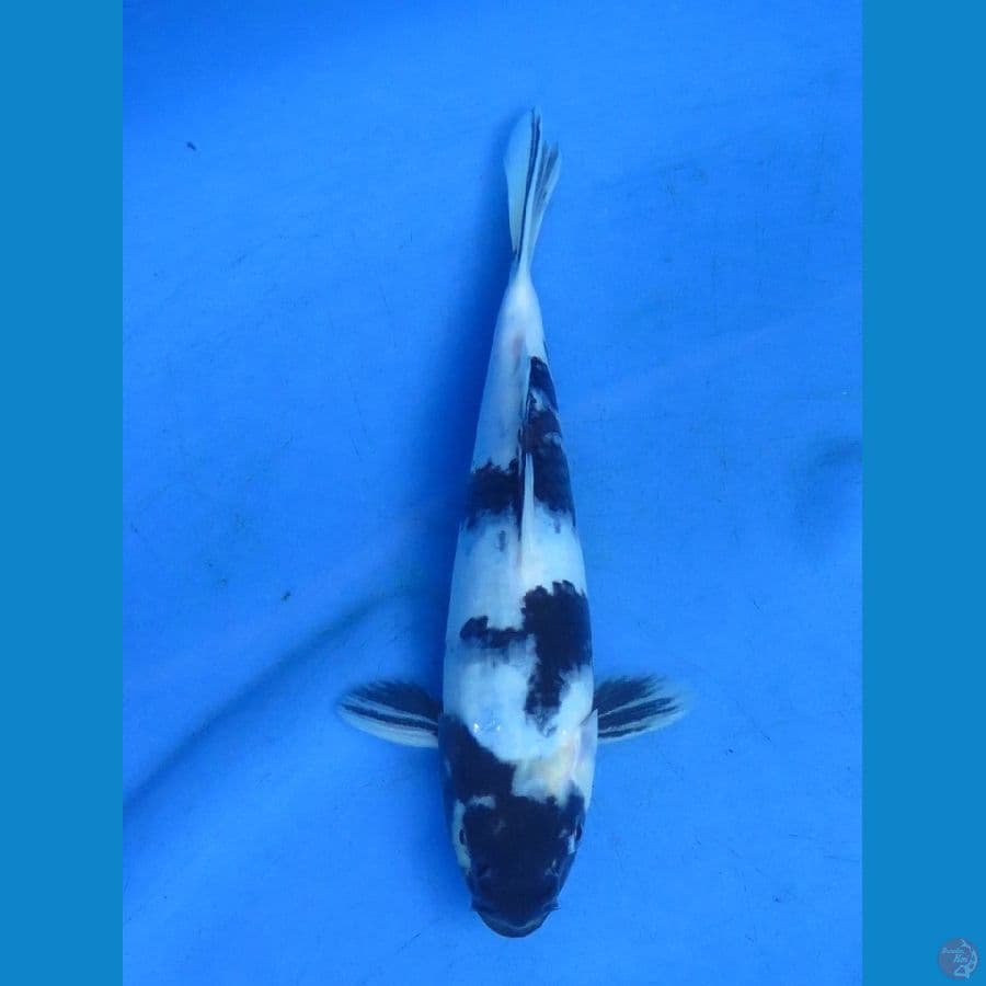 23cm - Shiro Black