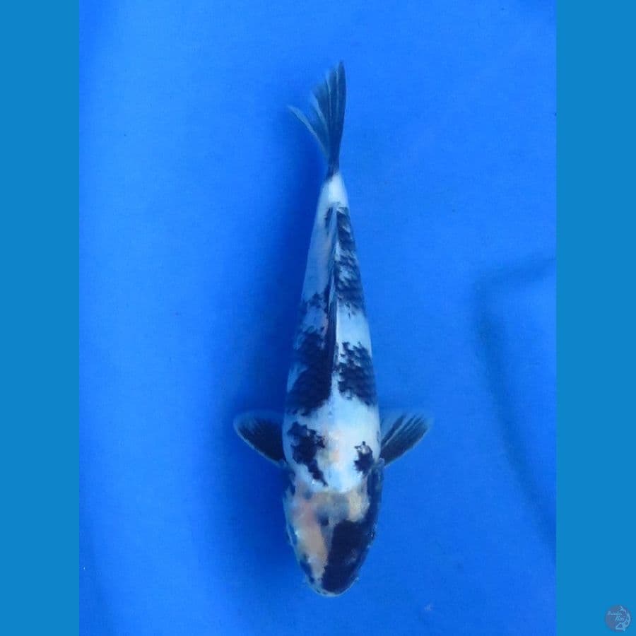 21cm - Shiro Tategoi