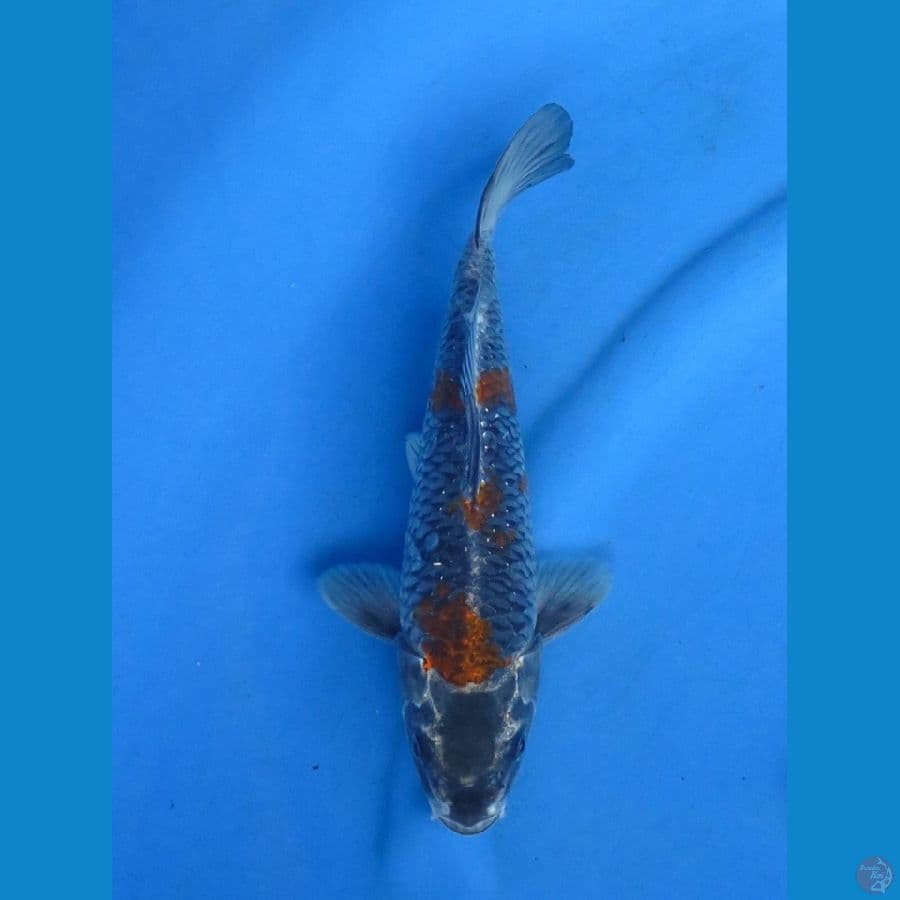 26cm - Kogane Occiba