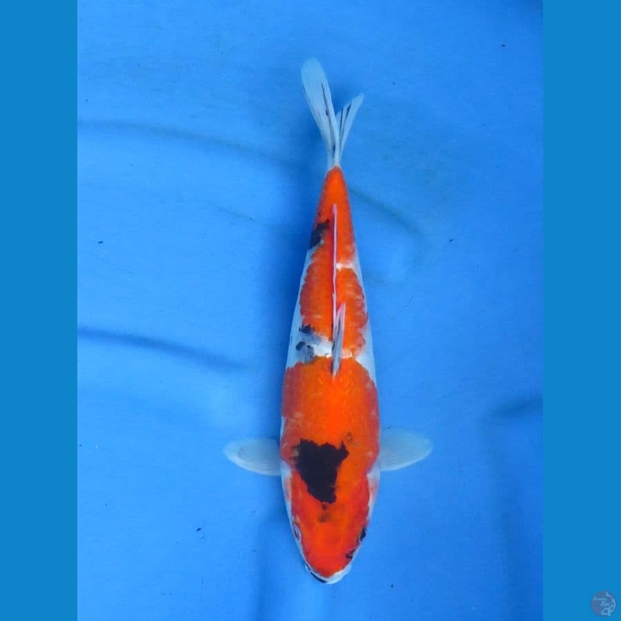 30cm -Showa Tategoi