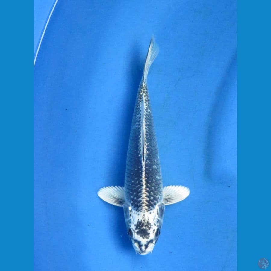 26cm - Ginginga