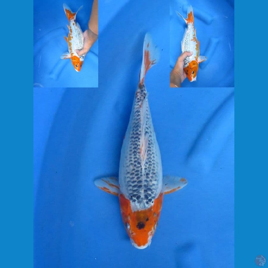 32cm - Short body Asagi