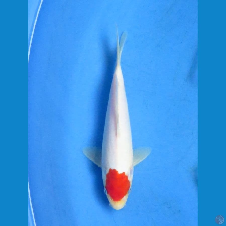 23cm - Tancho Ori