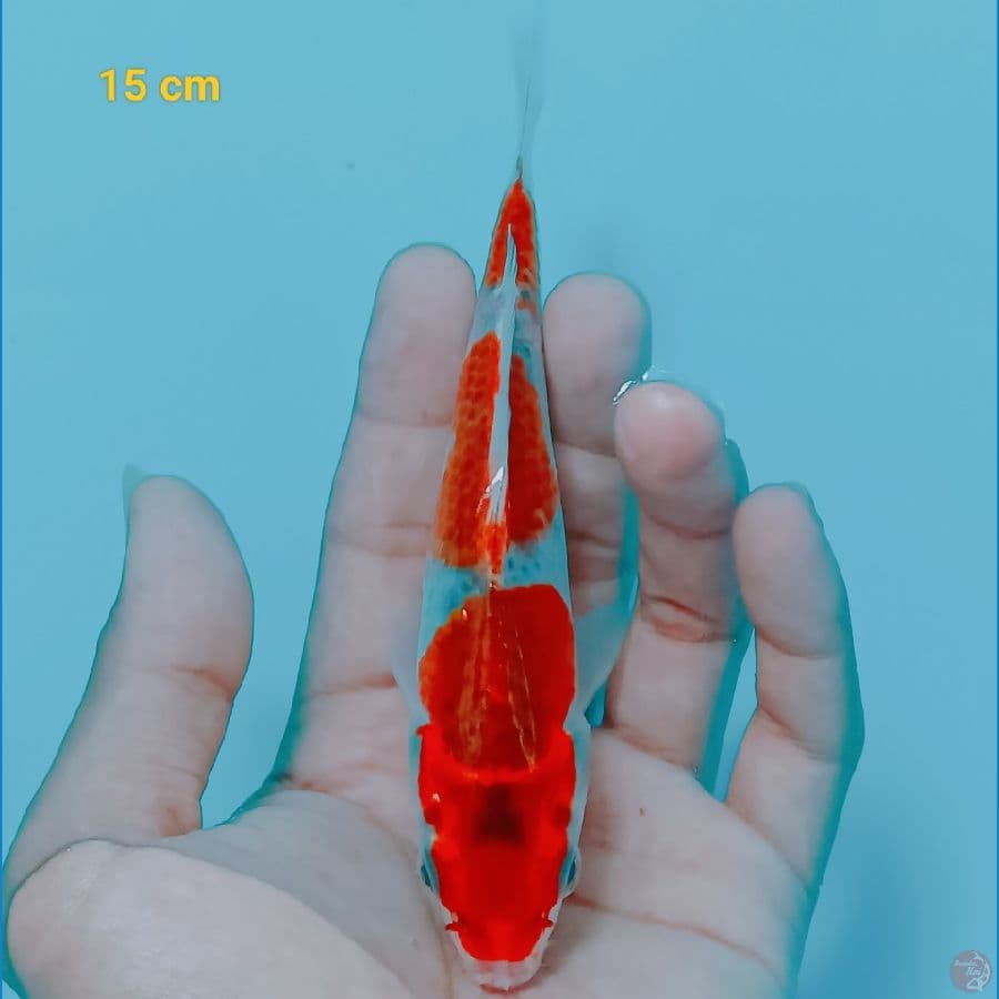 Goshiki 15 cm