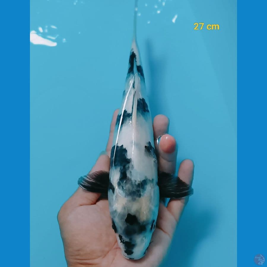 Shiro 27 cm