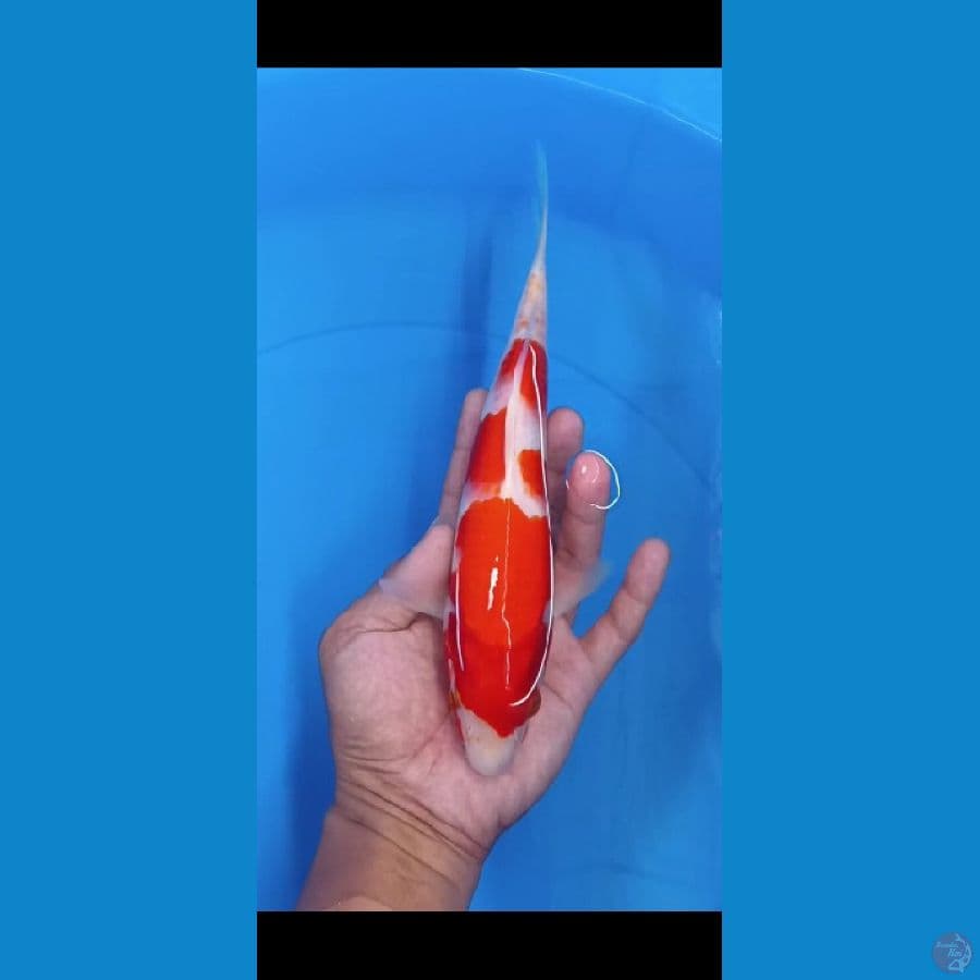 kohaku