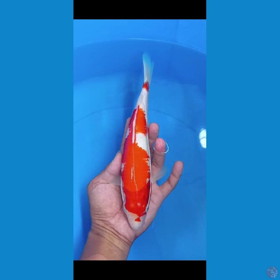 kohaku