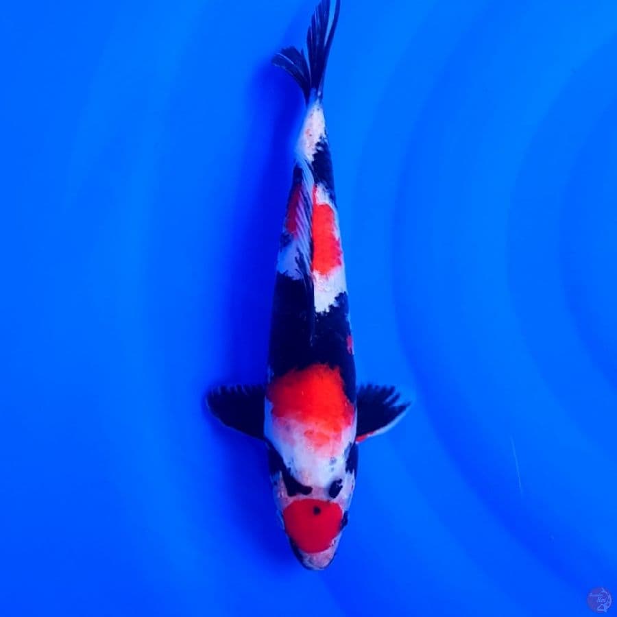 MARUTEN SHOWA 32 CM AN JANTAN