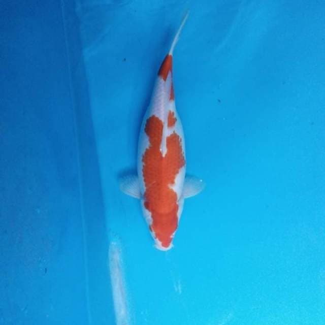Kohaku