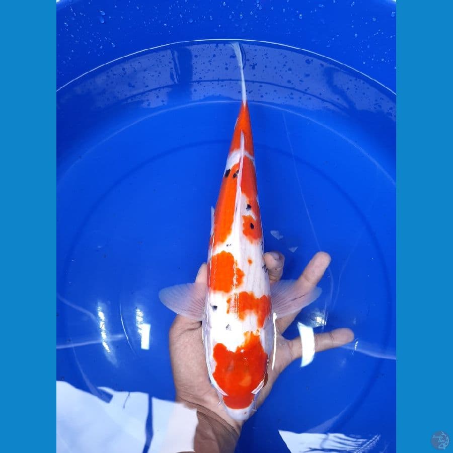 Maruten Sanke 35CM