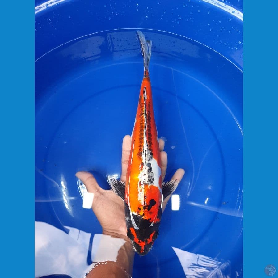 BeniKiko 37CM