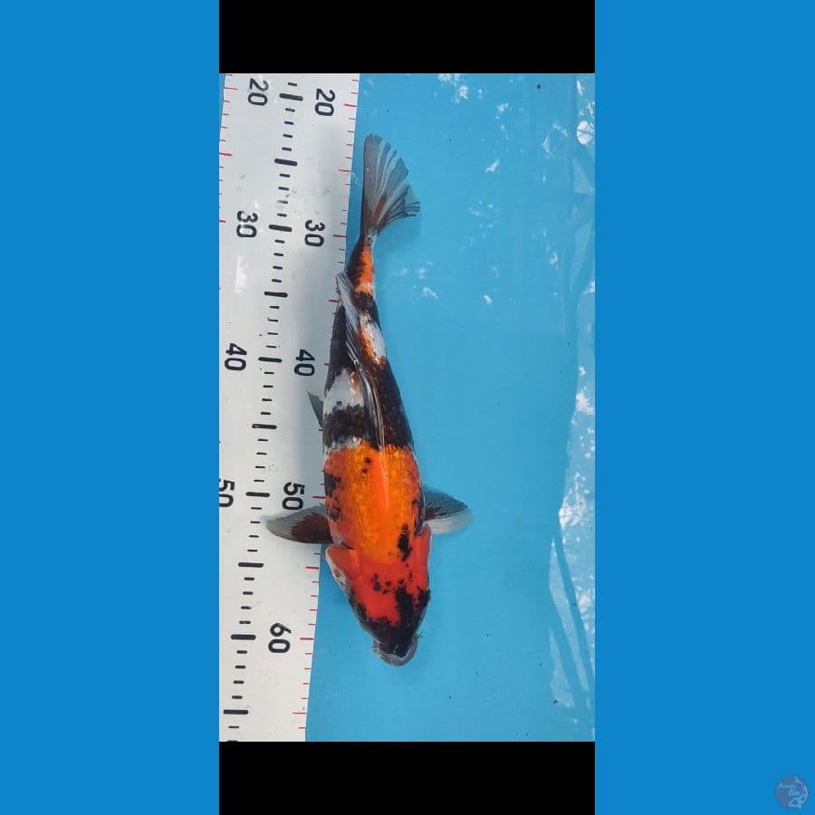 Showa Ginrin 35 cm