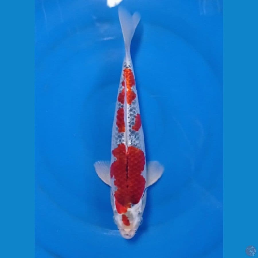 gosiki 32 cm