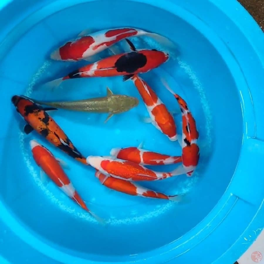 Mix MaX 10Ekor 24 - 28CM