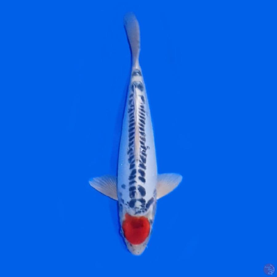 TANCO KIKORUYU 35.Cm