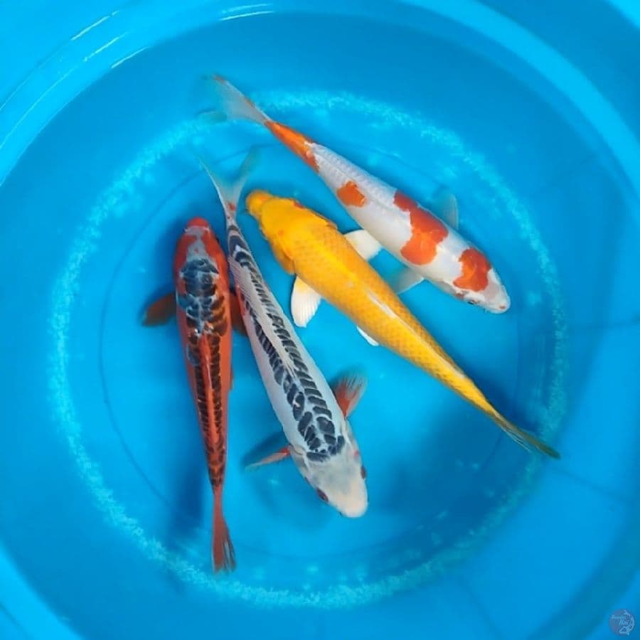 Mix MaX 4Ekor 30 - 34CM
