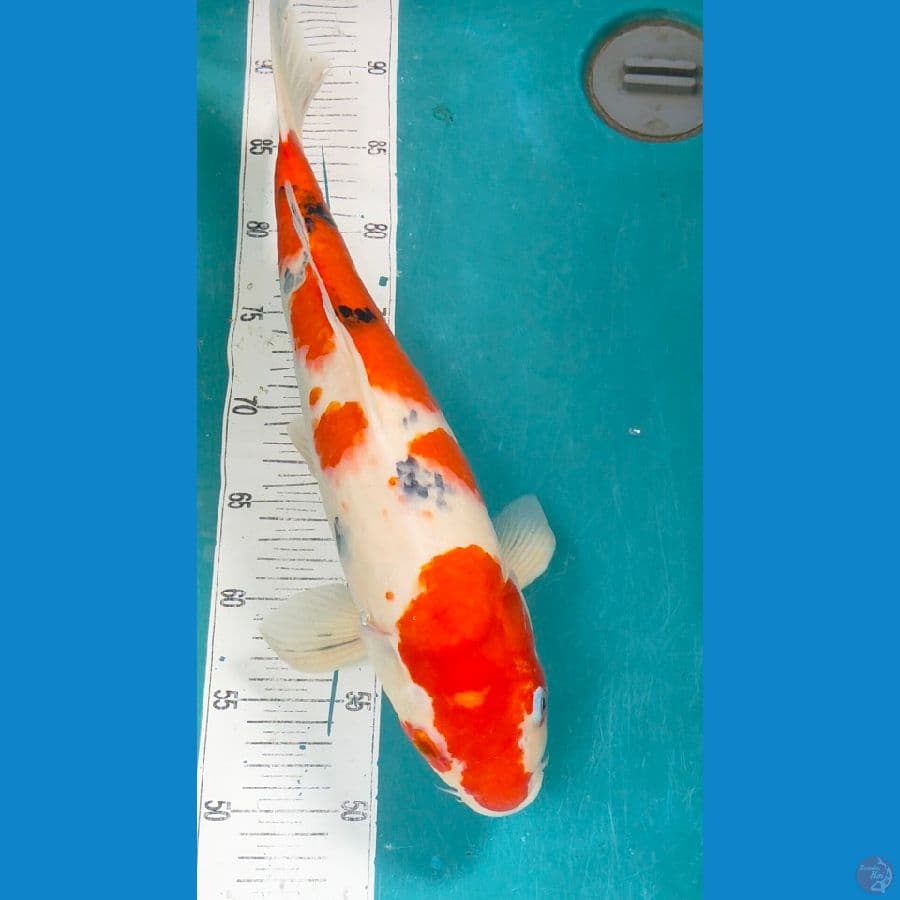 sanke 45cm