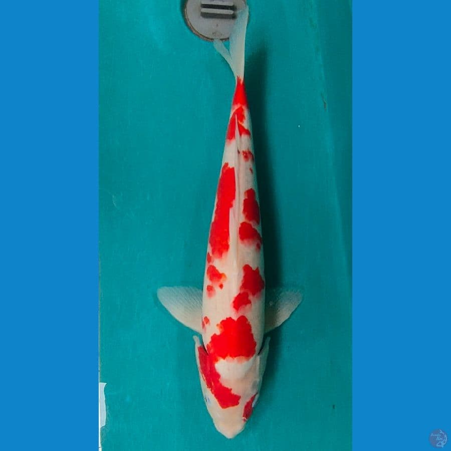 kohaku sakura 40up