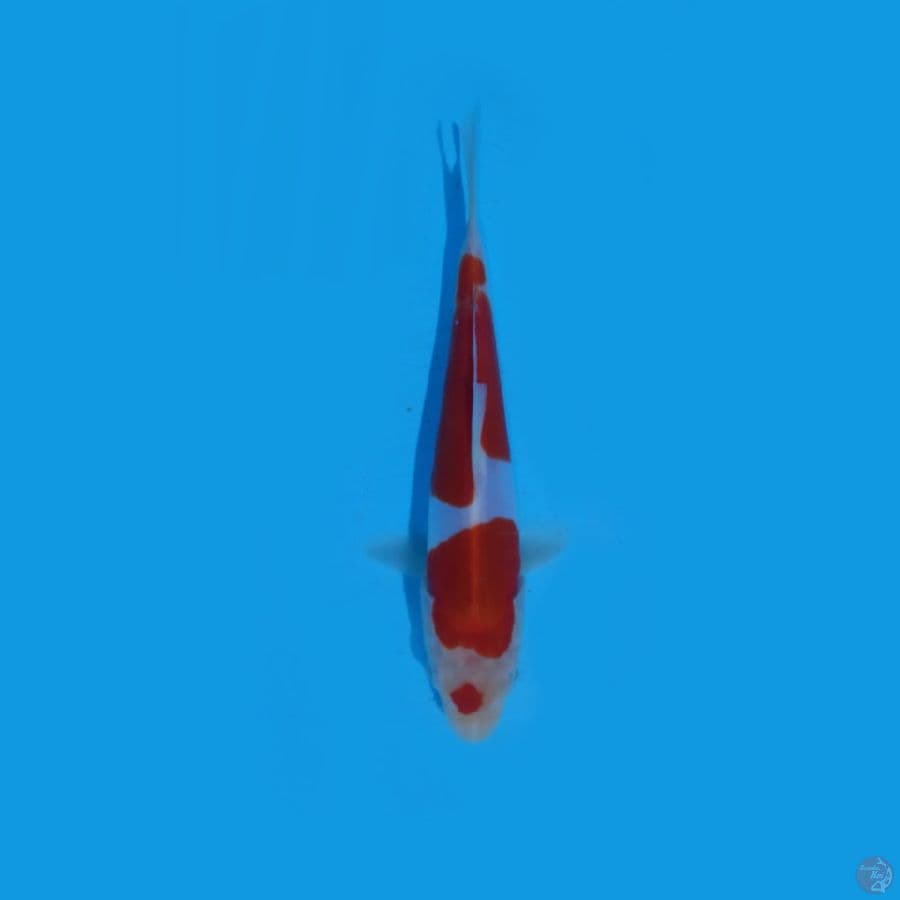 Doitsu kohaku.15.Cm