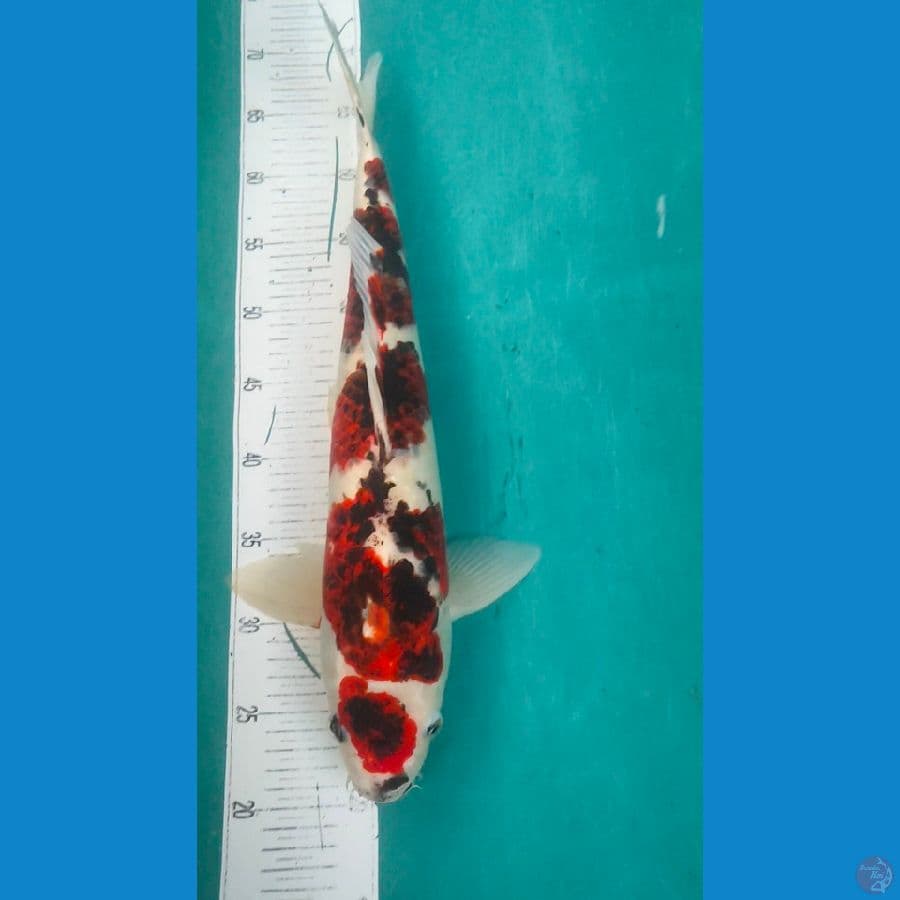 maruten koromo male 48cm
