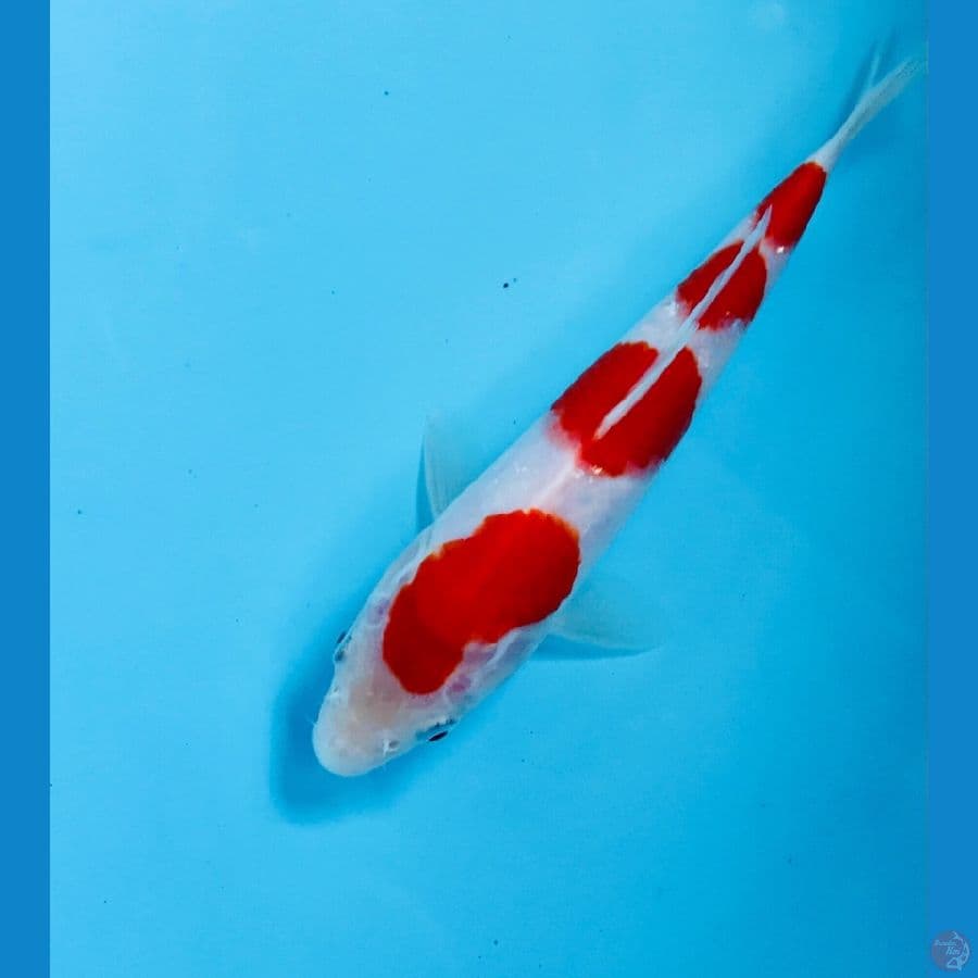 kohaku 20cm