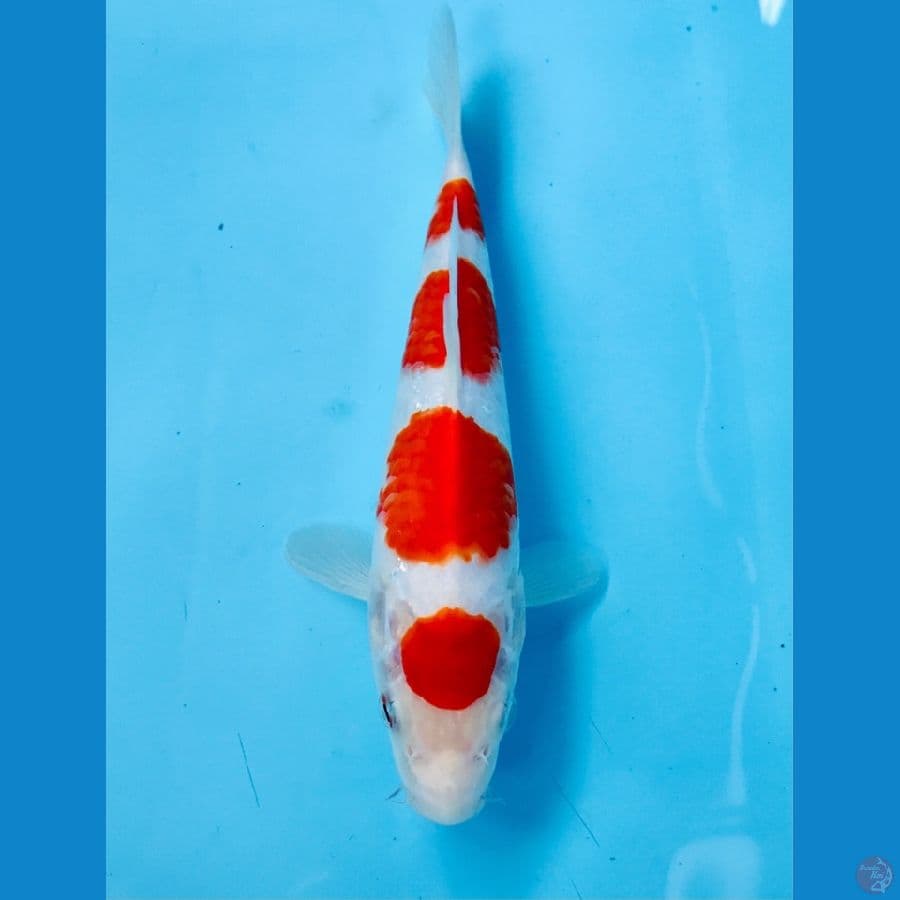 maruten kohaku 21 cm