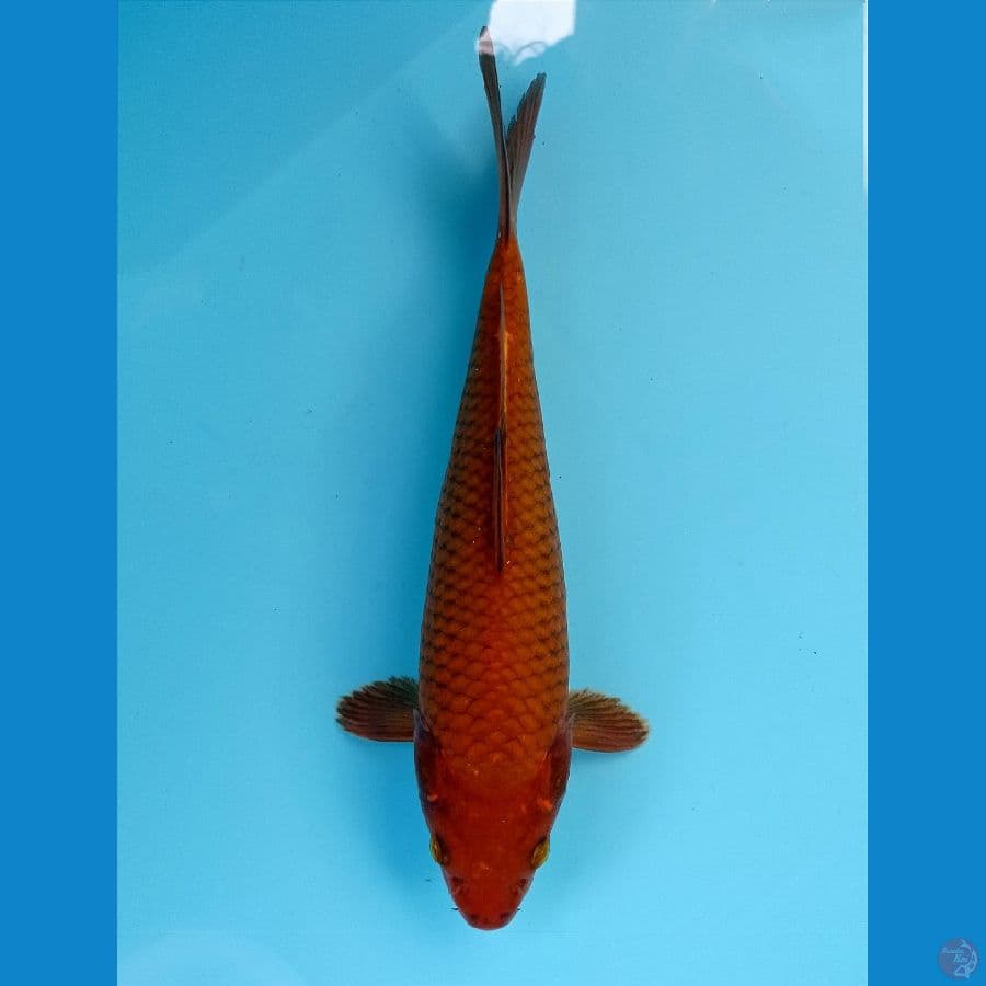 chagoi 23cm