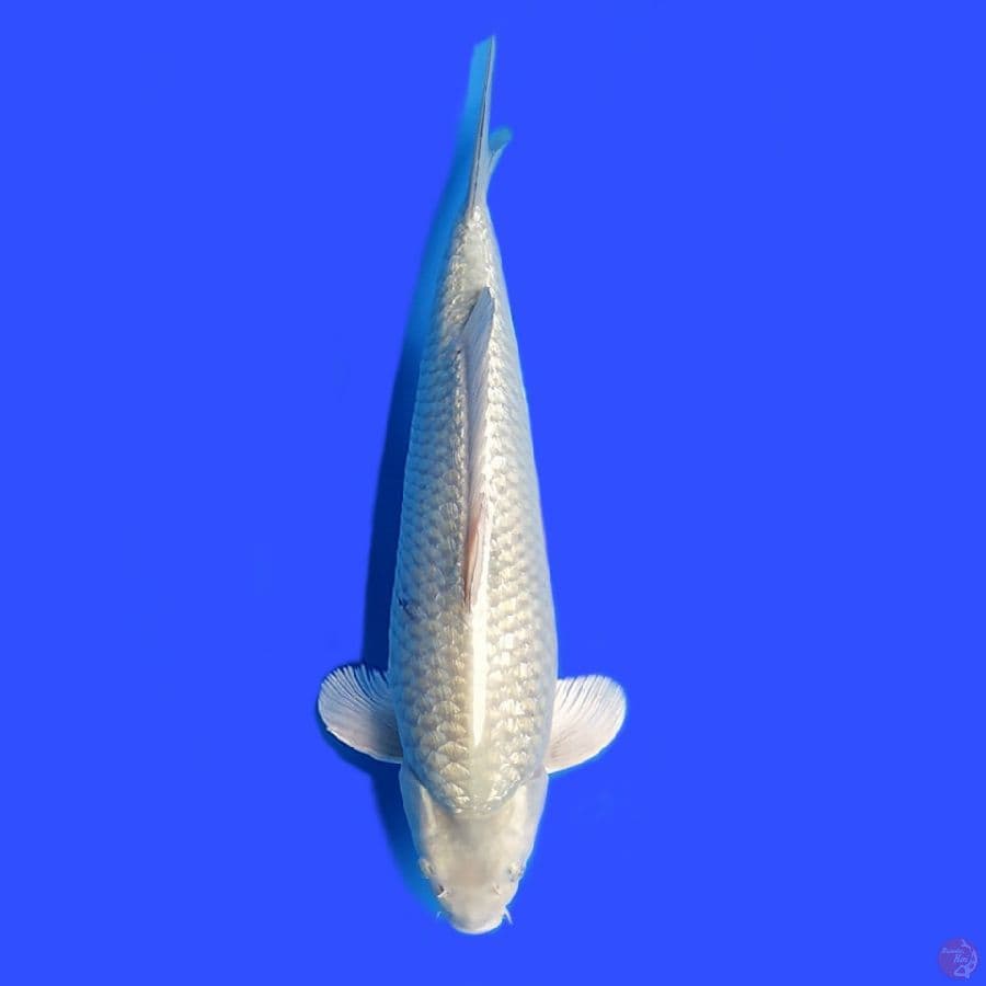 Soraghoi ghindrin 44cm Male munuk