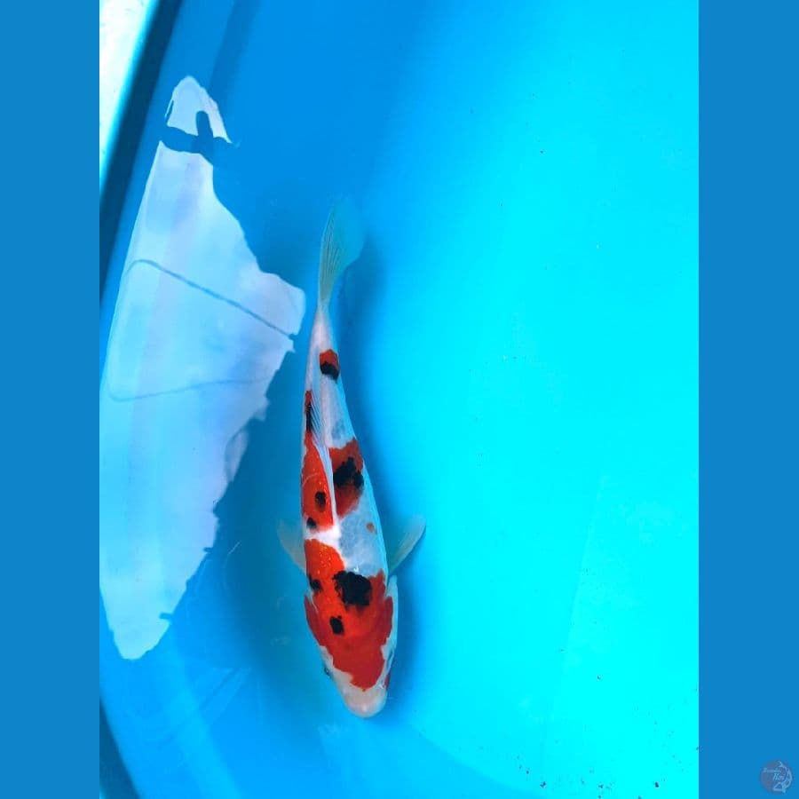 Koi Sanke size 27cm
