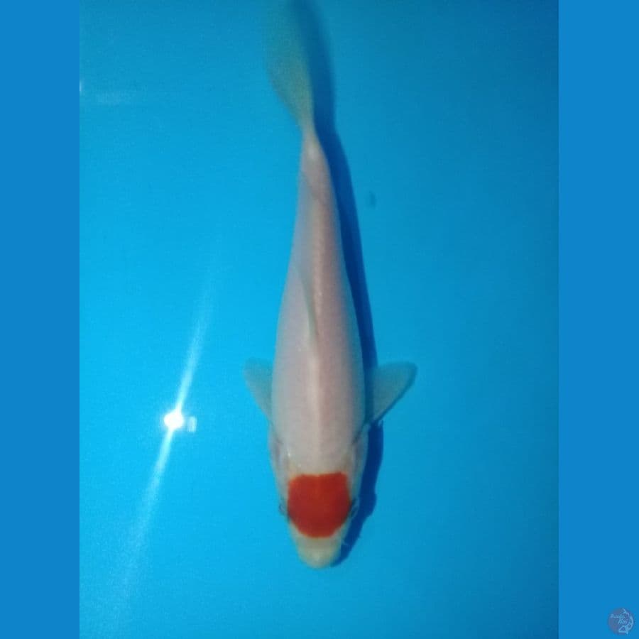 Tancho Kohaku