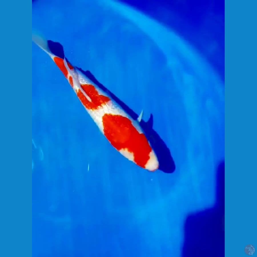 kohaku ginrin 32 cm ori