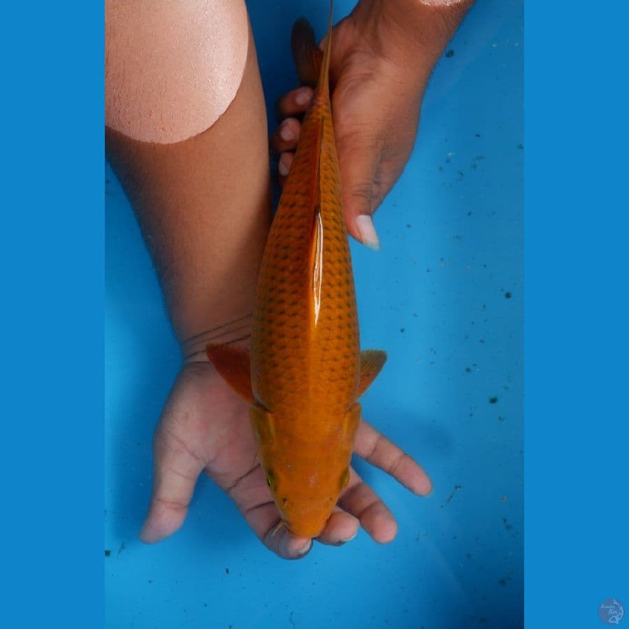 CHAGOI 33cm