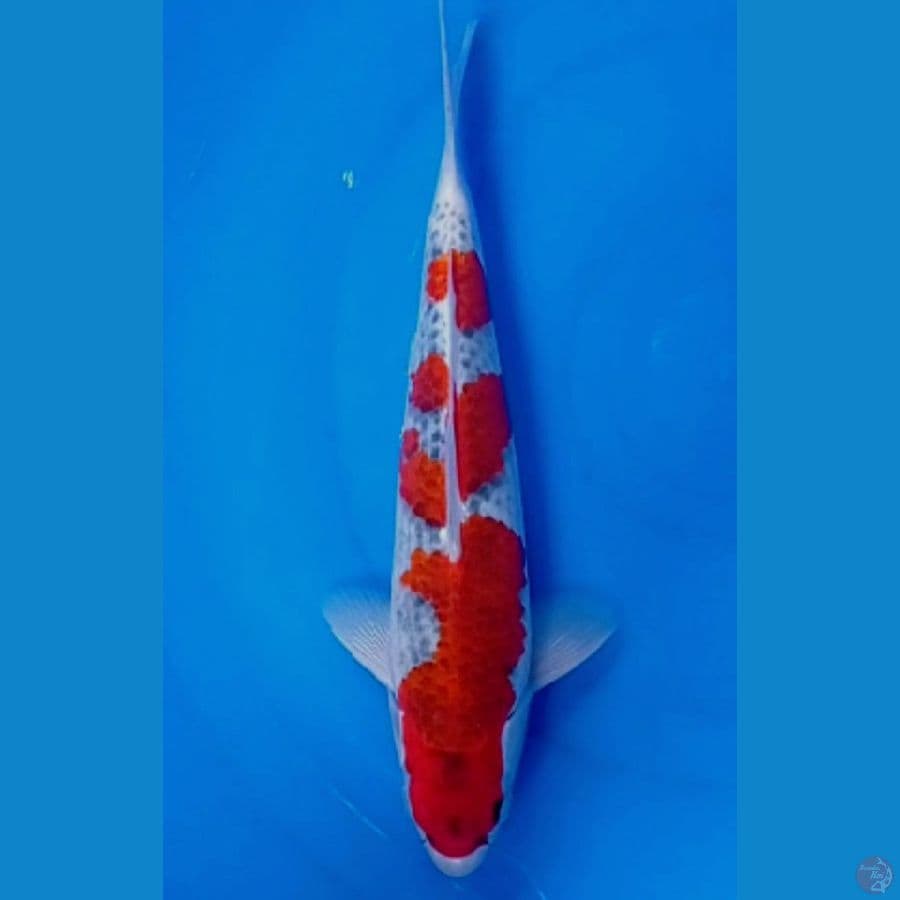 33 cm orihinal