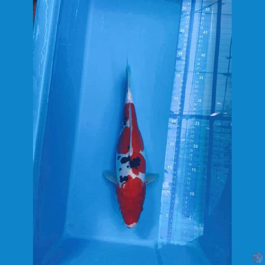 sanke 33 cm